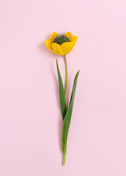 tulipano di fiori e cactus su un gambo di tulipano. sfondo rosa. idea di natura creativa. - 24424 foto e immagini stock