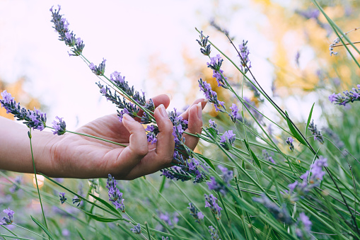 Woman walking down the field and touching the lavender flowers.