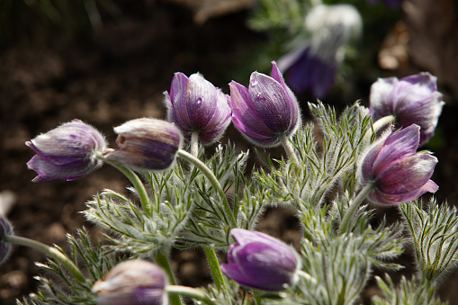 herbal, springtime, herbaceous, colour, botany, bright, pasque-flower, park, european, red book, hairy, outdoors, fresh, bell, outdoor, pasqueflower, floral, pulsatilla vulgaris, prairie, lilac, colorful, wild, purple, blooming, flower, nature, meadow, petal, seasonal, spring, anemone, pulsatilla, garden, plant, background, close-up, pulsatilla patens, natural, blossom, season, bloom, beautiful, flora, growth, wildflower, herb, grass, patens, violet, pistil