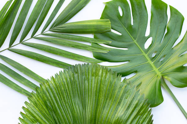 hojas de palma tropical sobre fondo blanco. - food desert day asia fotografías e imágenes de stock