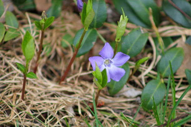 野生の花と雑草 - ペリウィンクルクリーピングマートル - catharanthus ストックフォトと画像