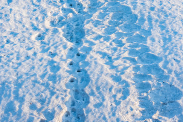 istock Dirty melting snow surface at early spring sunset. 1314414379