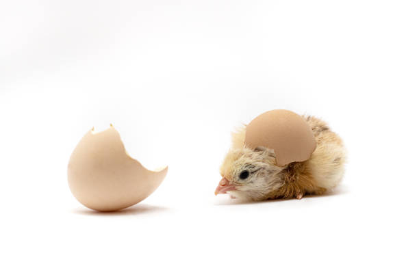 istock Chicken and an egg shell on white background.Newborn yellow chicken with eggshell 1314415091