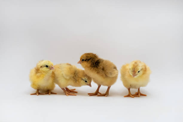 istock Newborn white and brown chicken eating, resting.Four chickens 1314415121