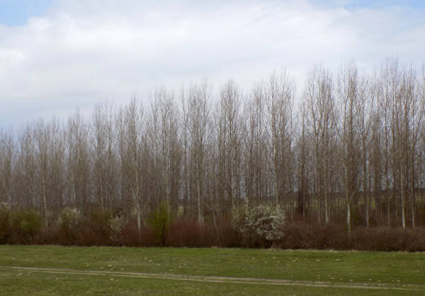 Windbreak area made of trees and shrubs