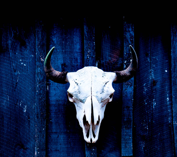 istock Bison skull with horn displayed on a weathered wood barn wall. 1314419098