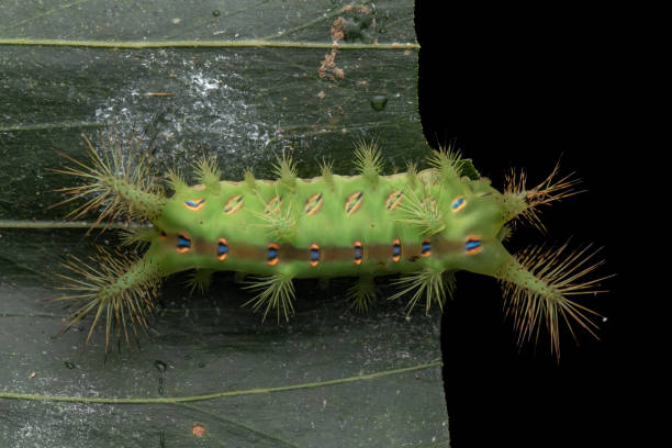 cận cảnh sâu bướm sên cây tầm ma màu xanh lá cây châm chích tuyệt đẹp trên lá xanh - striped slug caterpillar hình ảnh sẵn có, bức ảnh & hình ảnh trả phí bản quyền một lần