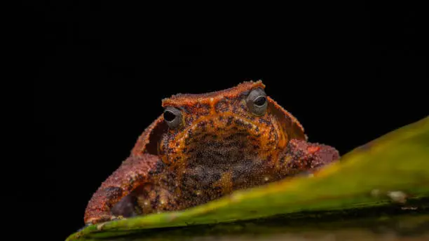 Macro closeup image of Sticky Frog (Kalophrynus meizon) Sabah, Borneo