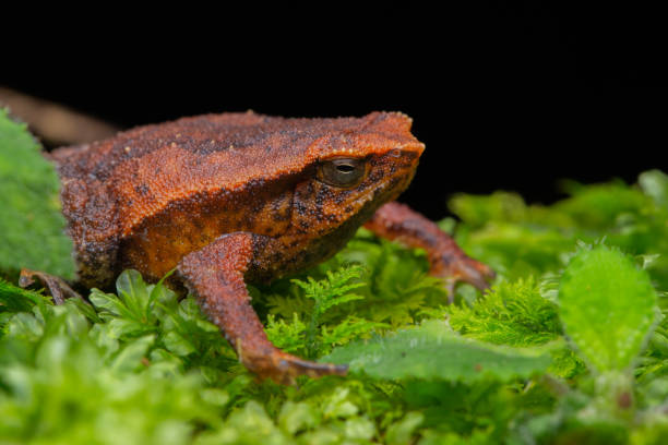 istock Macro closeup image of Sticky Frog (Kalophrynus meizon) Sabah, Borneo 1314421680
