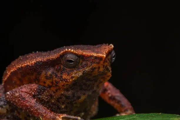 Macro closeup image of Sticky Frog (Kalophrynus meizon) Sabah, Borneo