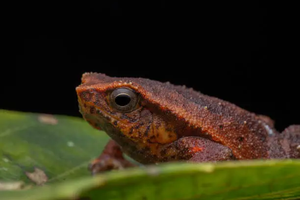Macro closeup image of Sticky Frog (Kalophrynus meizon) Sabah, Borneo