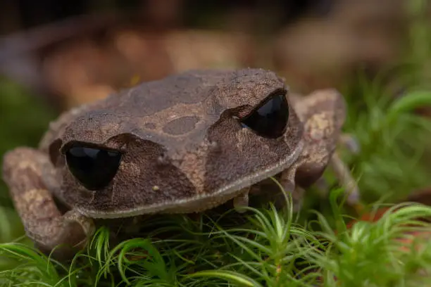 Nature view of litter frog of Borneo, Close-up of beautiful frog of Borneo