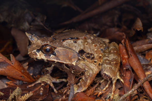 istock Macro image of a huge horned frog from Borneo - Megophrys kobayashii 1314421716