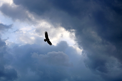 Storm clouds and bird