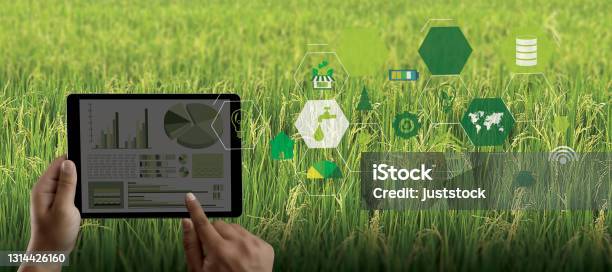 Agriculture Technology Concept Man Agronomist Using A Tablet In An Agriculture Field Read A Report Integrate Artificial Intelligence Machine Learning Technology 5g Stock Photo - Download Image Now