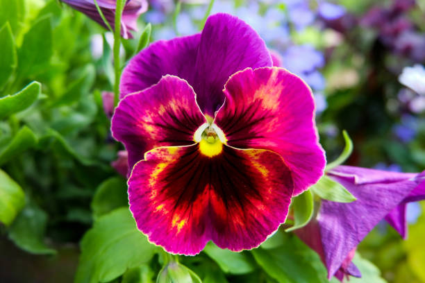 Beautiful shot of pansy Beautiful shot of pansy pansy photos stock pictures, royalty-free photos & images