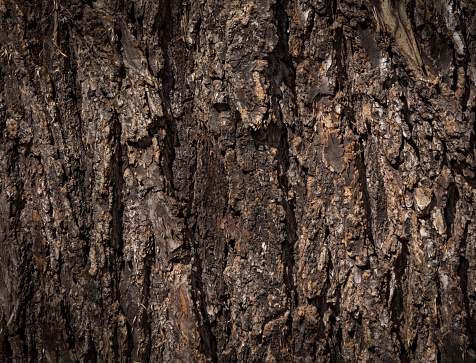 Vintage dark walnut tree bark closeup abstract rough textured grunge background