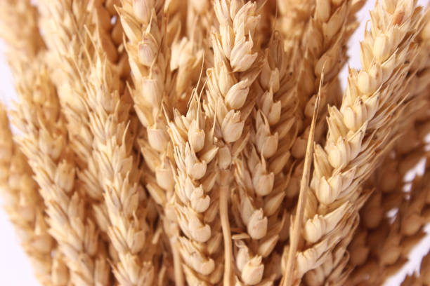 spikelets of wheat on a white background. High quality photo