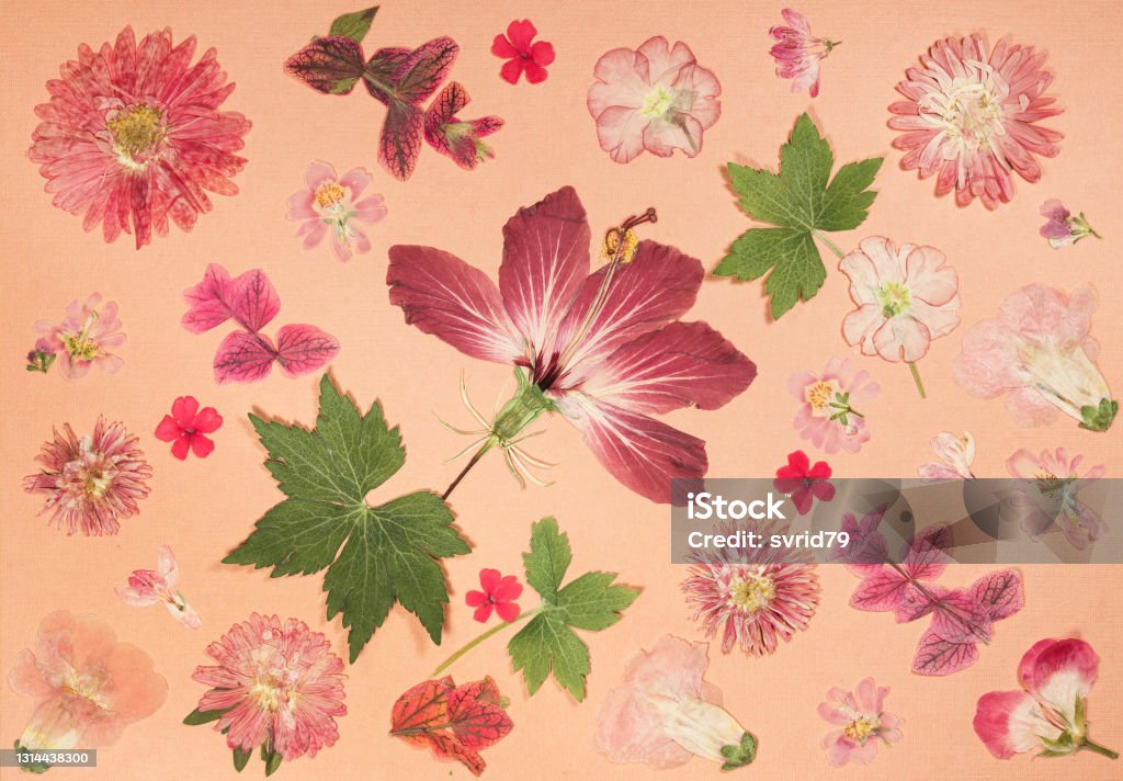 Page from an old photo album. Scrapbooking element decorated with leaves, flowers and petals flowers. For cards, invitations und congratulations. Use in scrapbooking, greetings. Flower Stock Photo