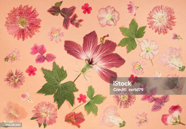 Page From An Old Photo Album Scrapbooking Element Decorated With Leaves Flowers And Petals Flowers For Cards Invitations Und Congratulations Use In Scrapbooking Greetings Stock Photo - Download Image Now