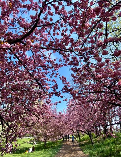istock Cherry trees in the park 1314438881