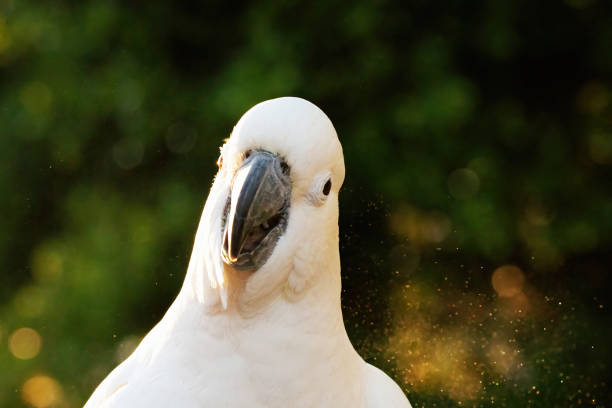 cockatoo pappagallo uccello ritratto mattina alba sole carino bel animale australia - parrot young animal human hand cute foto e immagini stock