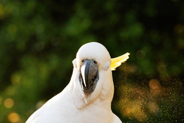 cockatoo pappagallo uccello ritratto mattina alba sole carino bel animale australia - parrot young animal human hand cute foto e immagini stock