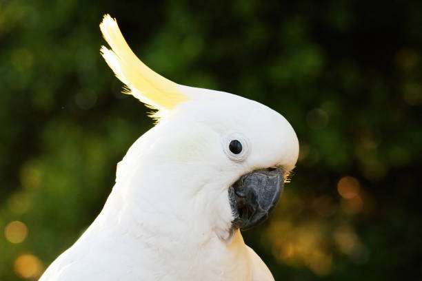 Cockatoo parrot bird portrait morning sunrise sunshine cute pretty animal Australia stock photo