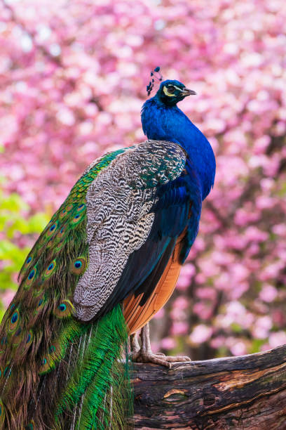 istock Colorful Peacock In The Park 1314443389