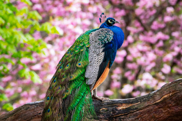 istock Colorful Peacock In The Park 1314443413