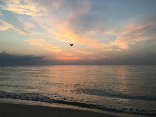 istock Dawn with Pelicans and Seagulls in Spring at Miami Beach, Florida. 1314443656