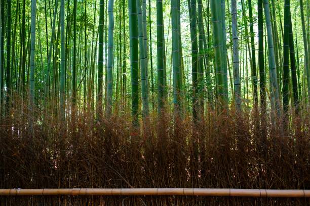 sagano bambusowy las; arashiyama, prefektura kioto, japonia - sagano zdjęcia i obrazy z banku zdjęć