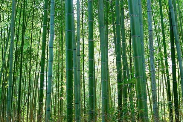 istock Sagano Bamboo Forest; Arashiyama, Kyoto Prefecture, Japan 1314446432
