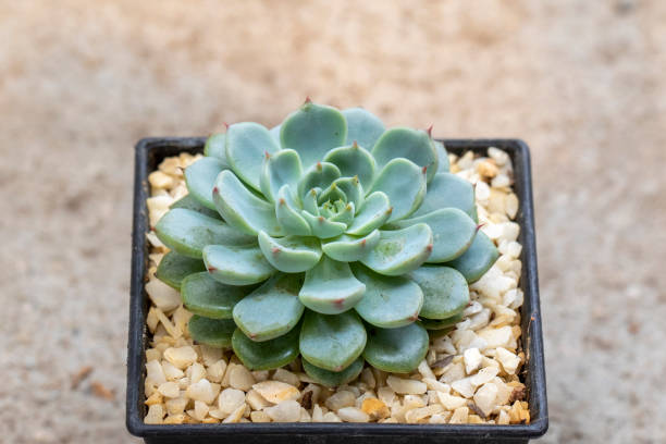 istock Image of cactus. Small decorative plant. 1314447290