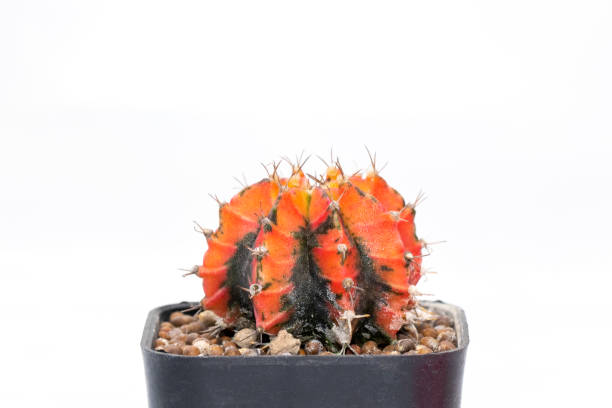 istock Image of cactus isolated on white background. Small decorative plant. Front view. 1314447308