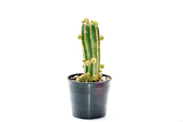 istock Image of cactus isolated on white background. Small decorative plant. Front view. 1314447341