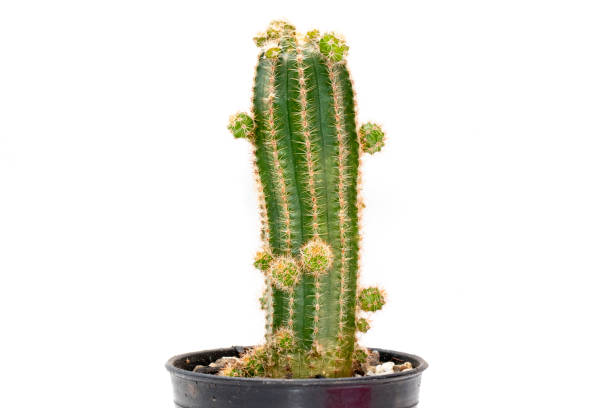 istock Image of cactus isolated on white background. Small decorative plant. Front view. 1314447342