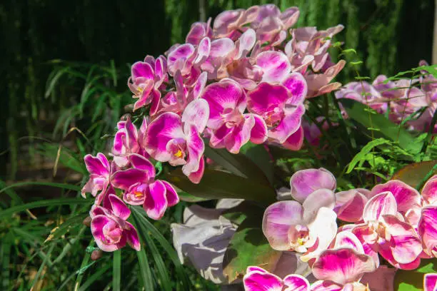 Vanda orchid. Orchid flower in orchid garden at spring day. Orchid flower for design. Beautiful orchid flower in garden
