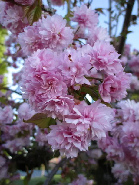 Pretty Cherry Blossom Flowers in Vancouver, Spring 2021.