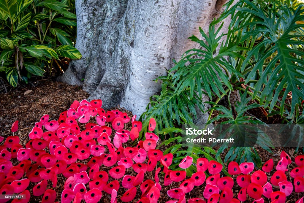 Red paper poppies in against an Australian Fig Tree for Anzac Day. Poppy - Plant Stock Photo