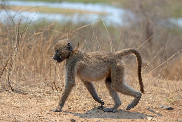 junger baboon zu fuß am sabi river im krüger-nationalpark in südafrika rsa - kruger national park monkey baboon africa stock-fotos und bilder