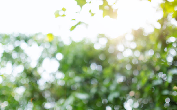istock Abstract green bokeh of trees, blurred nature background 1314449569
