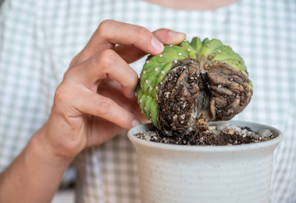 alguien sosteniendo el cactus echinopsis cristata podrido. - fungus roots fotografías e imágenes de stock