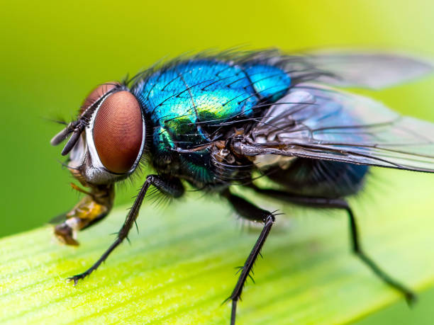 13,600+ House Fly Close Up Stock Photos, Pictures & Royalty-Free