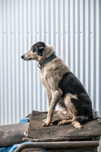 istock Working Dog kelpie poised to leap into action 1314452273