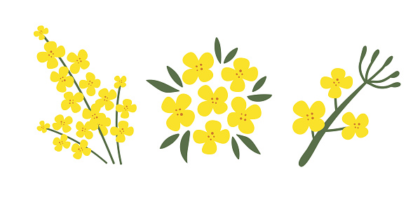 A collection of rapeseed flowers on a white isolated background. Yellow hand-drawn bright plants. Blooming design elements for postcards, banners. Vector illustration.