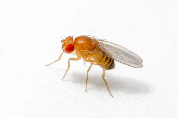 Photo of Exotic Drosophila Fruit Fly Diptera Parasite Insect on White Background