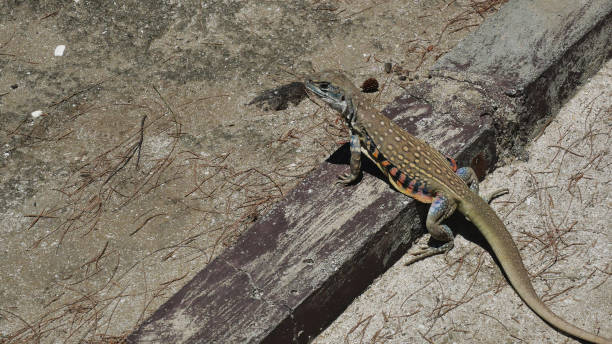 istock Butterfly agama or Small-scaled or Ground lizard on the sand 1314454453