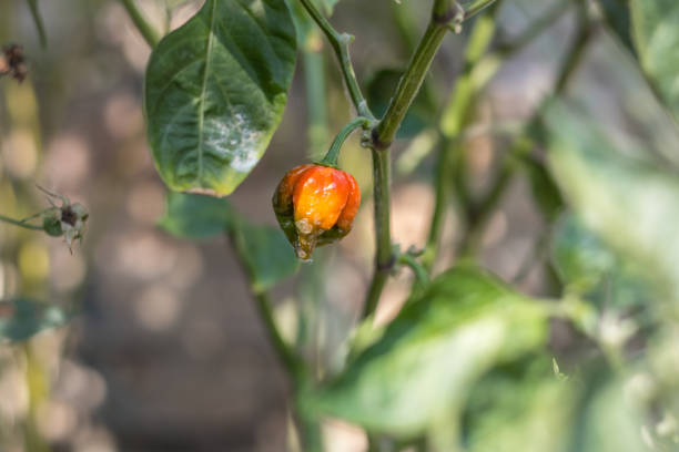 Ripe chili peppers close up on the tree