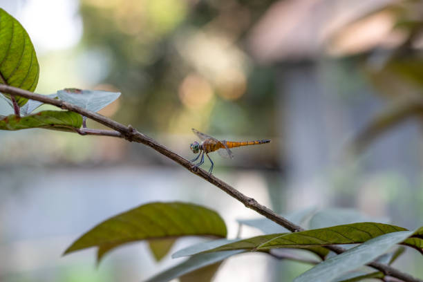 A close-up of a dragonfly
